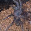 Lasiodora Striatipes