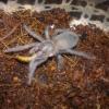 Lasiodora Striatipes