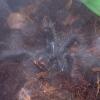 Lasiodora Striatipes