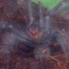 Lasiodora Striatipes