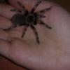 brachypelma smithi