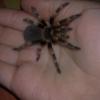 brachypelma smithi