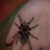 brachypelma smithi