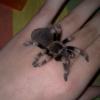 brachypelma smithi