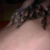brachypelma smithi