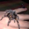 brachypelma smithi