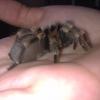 brachypelma smithi