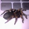 brachypelma smithi