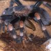Brachypelma Smithi