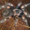 brachypelma smithi