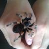 Brachypelma Smithi