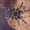 brachypelma smithi