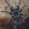 brachypelma smithi