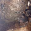 brachypelma smithi