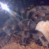 brachypelma smithi