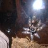 brachypelma smithi