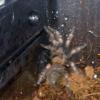 brachypelma smithi