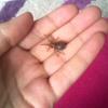 Grammostola Pulchra