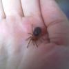 Grammostola Pulchra