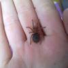Grammostola Pulchra
