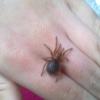 Grammostola Pulchra