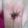 Grammostola Pulchra