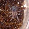 Brachypelma Emilia