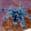 Avicularia Versicolor †