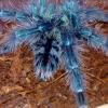 Avicularia Versicolor †