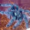 Avicularia Versicolor †