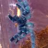 Avicularia Versicolor †