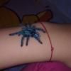 Avicularia Versicolor †