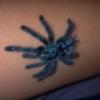 Avicularia Versicolor †