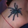 Avicularia Versicolor †