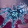 Avicularia Versicolor †