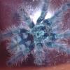 Avicularia Versicolor †