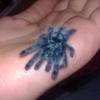 Avicularia Versicolor †