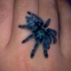 Avicularia Versicolor †