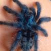 Avicularia Versicolor †