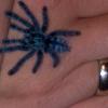 Avicularia Versicolor †