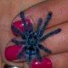 Avicularia Versicolor †