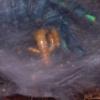 Avicularia Versicolor †