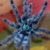 Avicularia Versicolor †